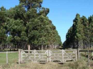 Campo , Gualeguaycito · Campo en Venta, Departamento Federación, Provincia de Entre Rìos