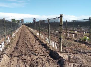 Campo · 250m² · Finca 30 Ha en Ugarteche Lujan de Cuyo