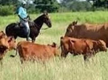 Campo · 10000000m² · 1 Ambiente · Oportunidad en Pila: Campo Mixto de 1000 Ha Cerca de Ruta 19