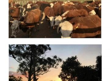 Campo · 48920000m² · 1 Ambiente · Corrientes: Inversión en 4892 Ha Ganaderas a U$d 2.000/ha C
