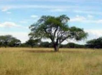 Campo · 10700000m² · 1 Ambiente · Campo Mixto de Alta Rentabilidad en Gral. Villegas: 1070 Hec