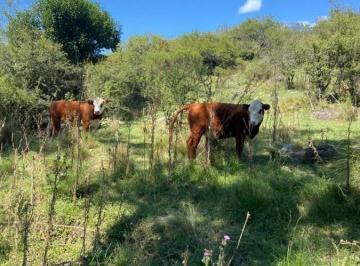 Campo · 4170000m² · 1 Ambiente · Campo Ganadero 417 Ha