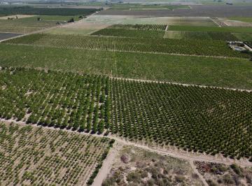 Campo · 300m² · 3 Ambientes · 1 Cochera · Finca 46 Ha, Tupungato, Mendoza