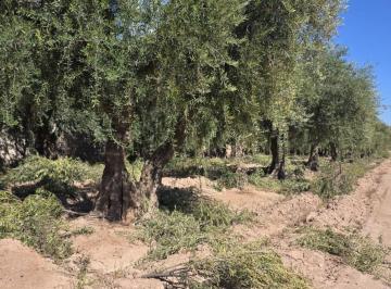 Quinta vacacional · 30000m² · Greenwood Inmobiliaria Presenta: Oportunidad Unica en Maipu - Finca de Olivos con Potencial