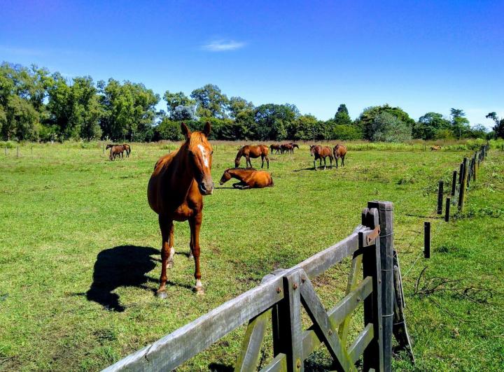 Campo · 10m²