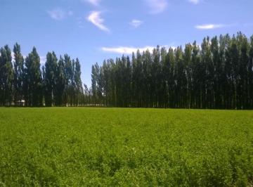 Campo , Senillosa · Espectacular Chacra de 20 Ha Facil Acceso de Ruta, Se Vende Fraccion de 10 Ha