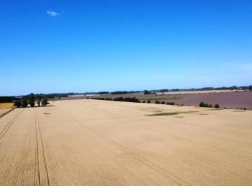 Campo · 50000m² · 1 Ambiente · Venta 5 Hectáreas Carlos Keen (Cerca de Emilio Mitre)