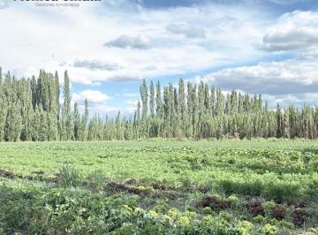 Terreno · 62500m² · Terreno en Chichinales