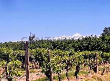 Terreno · 40000m² · Century 21 Vende Finca Productiva en La Pega, Lavalle, Mendoza o Fracciones de 2000 m² Cada Lote