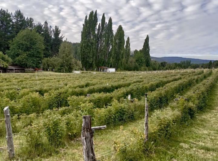 Campo · 35m²