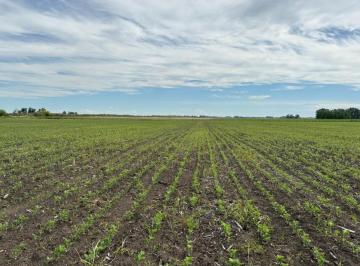 Campo , Las Flores · Campo Agrícola de 73 Has, Las Flores