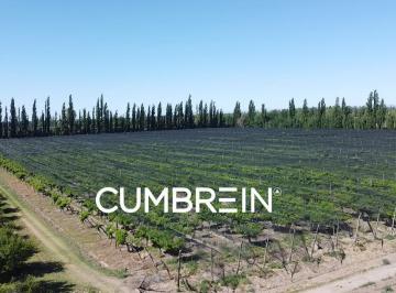 Campo · 478100m² · Finca Productiva y Viñedos en San Rafael | 48 Ha | Seguridad Hídrica y Pozo Propio