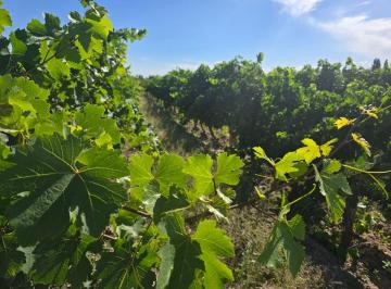 Campo , San Martín · Finca Productiva en San Martín, Mendoza