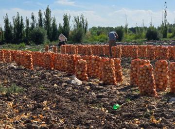 Campo , San Martín · Chacra y Finca en Venta, San Martín, Mendoza.