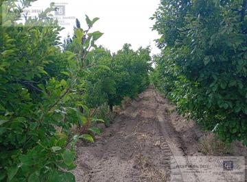 Campo · 190m² · 5 Ambientes · Finca Villa Atuel - San Rafael