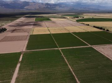 Campo · 700m² · Finca Ubicada en San Carlos (Eugenio Bustos) Campo El Cepillo y Los Aguirre en Calle Muzabert S/n