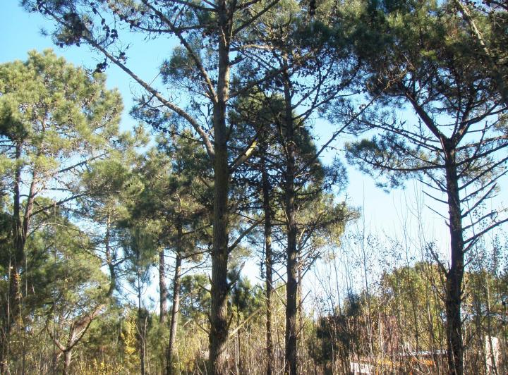Terreno · 1029m²