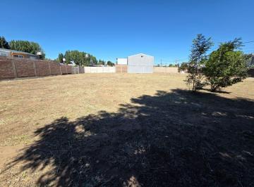 COO-COO-183_2 · Lote. | Lusitano