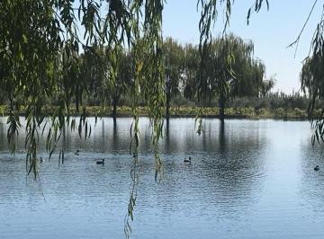 Campo , Lavalle · Rem Propiedades Vende Fincas en Lavalle. Mendoza.