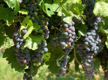 Campo , Lavalle · Rem Propiedades Vende Fincas en Lavalle. Mendoza.
