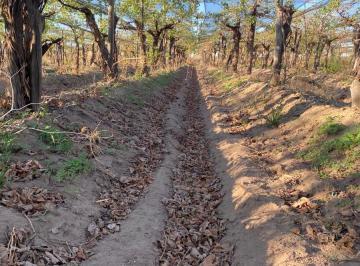 Campo · 120000ha · Venta de Finca 12 Has en Rivadavia - Mendoza