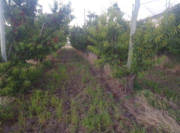 JSP-JS1-4843_2 · San Rafael, Mendoza | Finca 3 Ha con Producción y Potencial Turístico