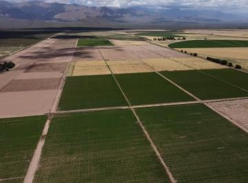 Campo · 700m² · Finca Ubicada en San Carlos (Eugenio Bustos) Campo El Cepillo y Los Aguirre en Calle Muzabert S/n