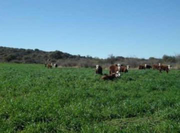 Campo · 59500000m² · Campo en Venta - 5950ha - Córdoba