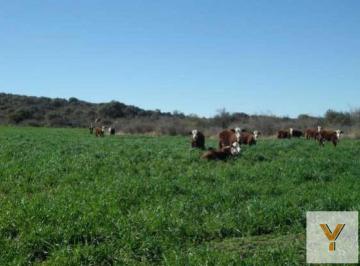 Campo · 59500000ha · Campo en Venta - 5950ha - Córdoba