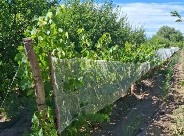 Campo · 12ha · 2 Ambientes · Finca en Calle Florida y Calle 3 - Cuadro Nacional