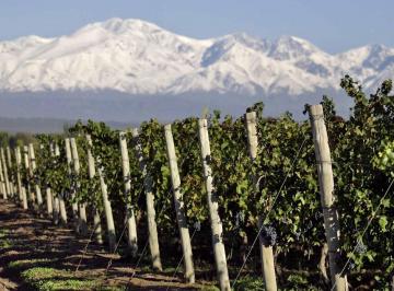 Campo · 440000m² · Finca El Zampalito en Venta Valle de Uco