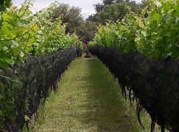 Bodega-Galpón , Villa Merlo · Bodega Fraterno - Excelente Oportunidad Inversion!