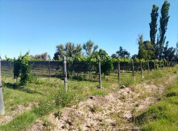 Terreno , San Rafael · Finca de Viñas! Excelente Oportunidad 13 Ha en Calle Bianchi, San Rafael, Mendoza