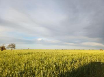 Campo , Buena Esperanza · Venta Campo Mixto - Zona Buena Esperanza - San Luis