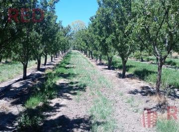 Campo · 70000m² · Vende Chacra con Produccion Activa en Cinco Saltos