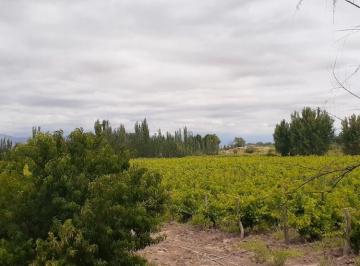 Campo , Jocolí · Oportunidad! Se Vende Finca Productiva en Jocoli, Lavalle, Mendoza. ¡Oportunidad!