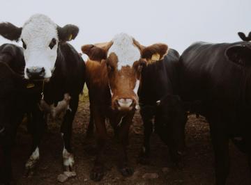 Campo , Las Delicias · Venta Campos Mixtos en Santiago del Estero - Argentina