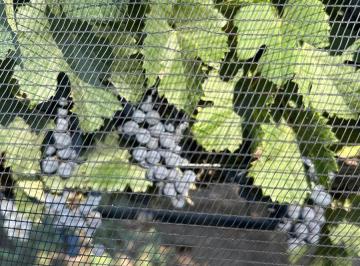 Campo · 600000ha · Se Vende Finca en Tunuyan