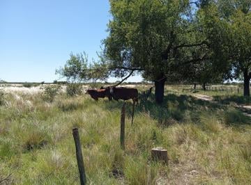 Campo · 6596846ha · Campo Ganadero en San Francisco del Chañar