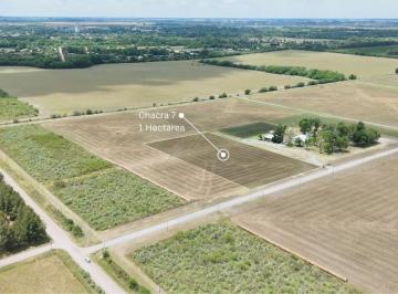 Campo · 10000m² · Chacra Finca Viñedo en San Antonio de Areco