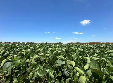 Campo , Otro · Campo Agrícola 18 Ha Leando N. Alem, Provincia de Buenos Aires.