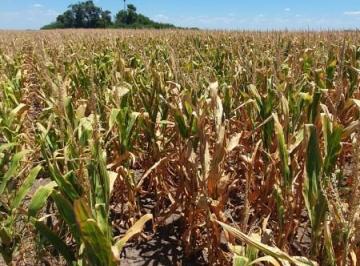 Campo · Se Vende Campo Mixto 79ha