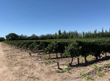Campo , Phillips · Venta de Finca Cultivada - 7 Ha, Pozo de Agua en Condominio - Philipps, Junín