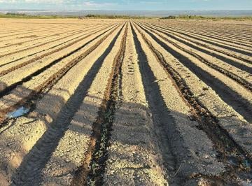 Campo · 11300000m² · Finca en Alquiler 1.130 Hectáreas, Los Leones, El Carrizal, Mendoza