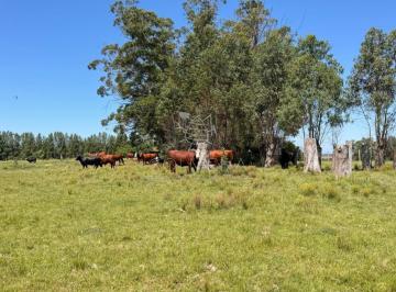 Foto1 · Campo de 20 Has 9531 m²