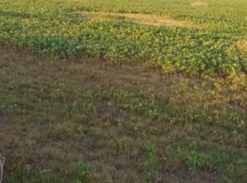 Campo · 350000ha · 3 Ambientes · Campo en El Socorro - Mixto - Corral - Molino - Rinde