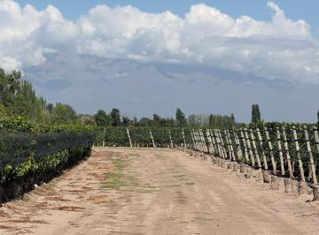 Campo · 198000m² · Finca de 20 Has en La Consulta a La Venta