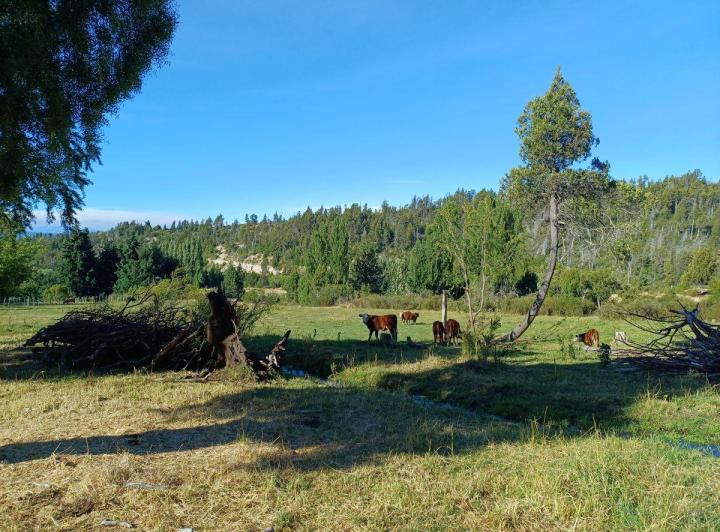 Campo · 4ha
