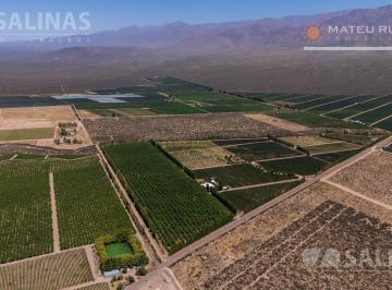 Campo · 900000m² · Finca con Nogales y Viñedos en El Cepillo