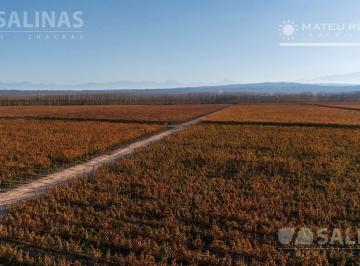 Campo · 2000000m² · Finca con Malbec en Alto Agrelo